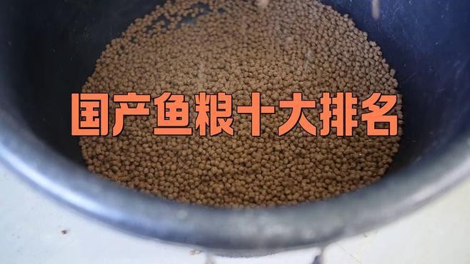 龍魚飼料那種好