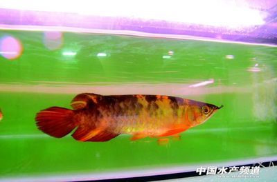 金龍魚好看嗎（金龍魚的飼養技巧）