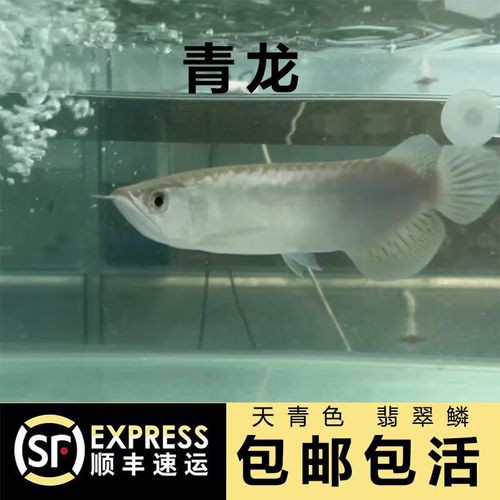 什么品種的紅龍魚最好看圖片欣賞大全