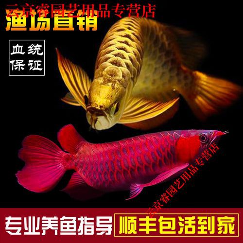 什么品種的紅龍魚最好看圖片欣賞大全