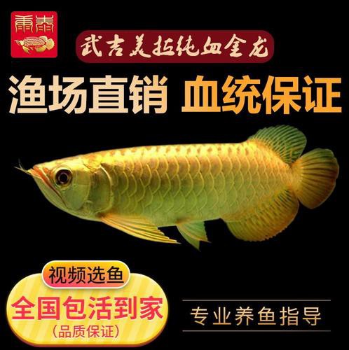 什么品種的紅龍魚最好看圖片欣賞大全