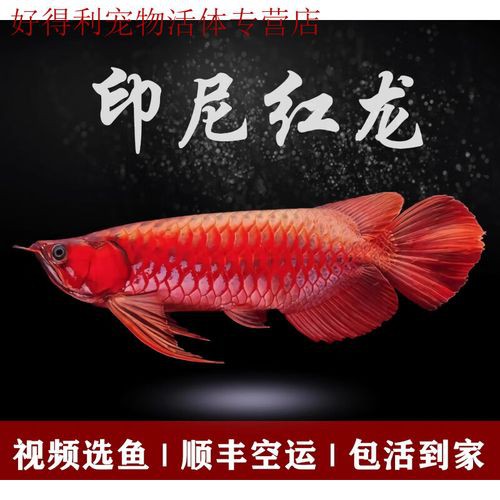 什么品種的紅龍魚最好看圖片欣賞大全