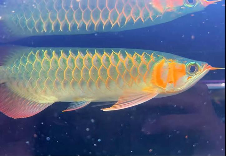 什么品種的紅龍魚最好看圖片欣賞大全