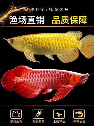 什么品種的紅龍魚最好看圖片欣賞大全