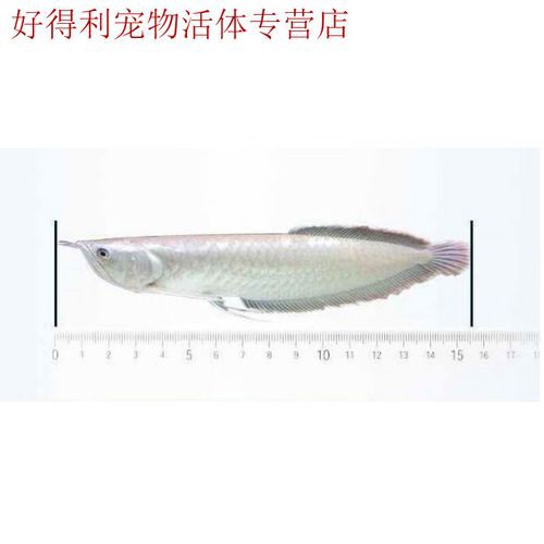 什么品種的紅龍魚最好看圖片欣賞大全