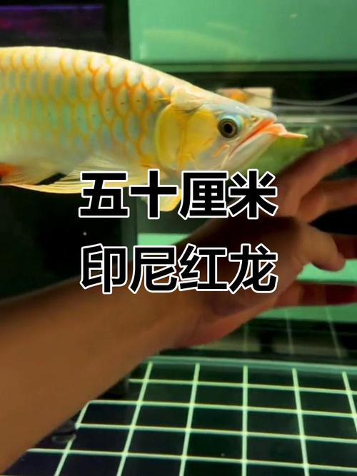 什么品種的紅龍魚最好看圖片欣賞大全