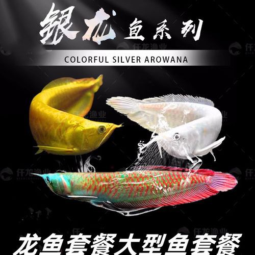 什么品種的紅龍魚最好看圖片欣賞大全