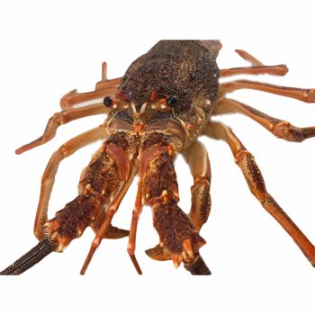 龍魚手術麻醉的安全劑量：龍魚手術時，麻醉的安全劑量是關鍵