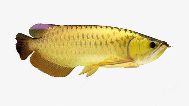 黃色的龍魚叫什么名字：被稱為黃色龍魚的稀有品種，專家指出黃色龍魚的稀有品種