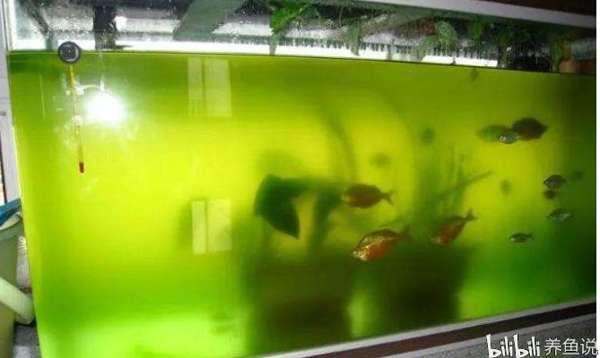 龍魚缸綠水怎么辦：龍魚缸綠水怎么辦龍魚缸綠水解決方案和預防措施
