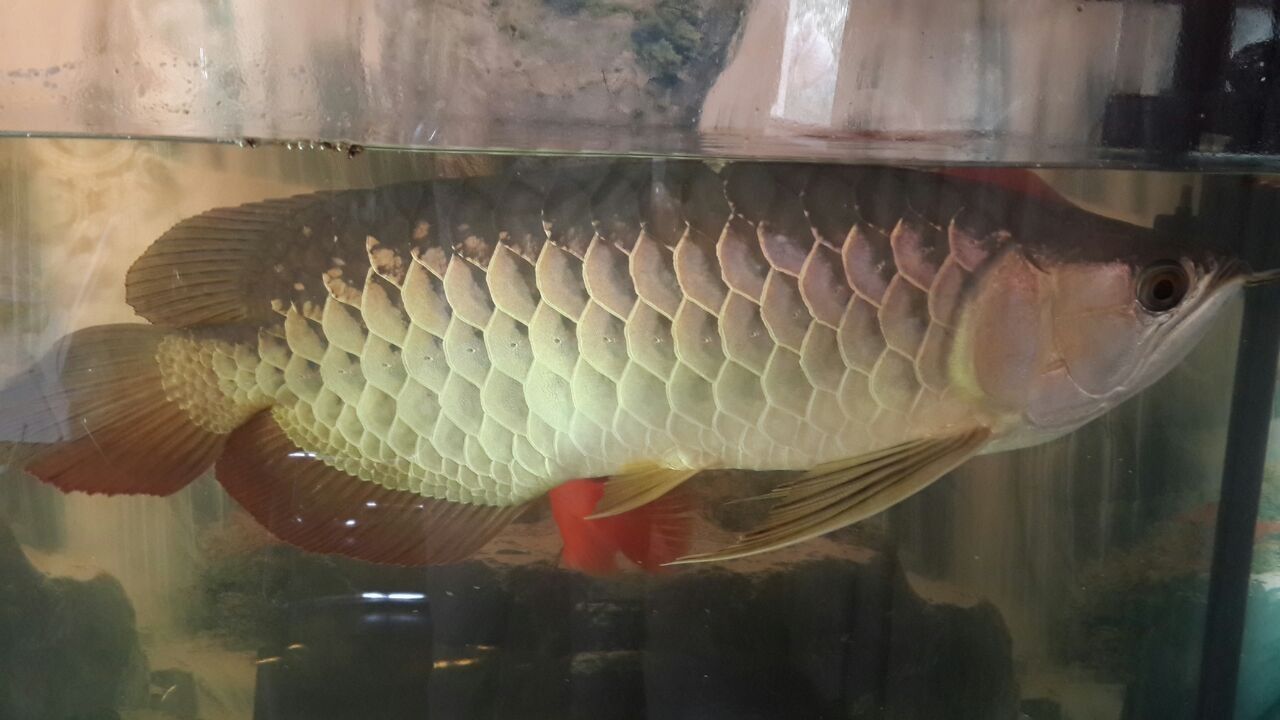 龍魚幾月份開始加溫度：龍魚何時(shí)開始加溫
