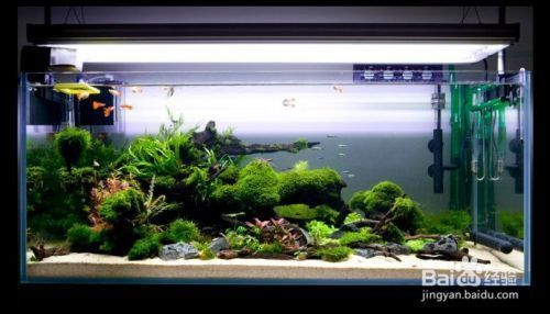 龍魚缸能做造景嗎：如何設計適合龍魚的魚缸景觀,龍魚缸造景后的日常維護要點
