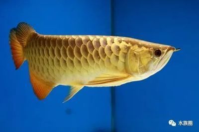 龍魚的選擇與鑒賞方法是什么，如何挑選健康的龍魚，龍魚飼養(yǎng)環(huán)境優(yōu)化，龍魚色彩變化原因