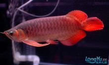 龍魚的選擇與鑒賞方法是什么，如何挑選健康的龍魚，龍魚飼養(yǎng)環(huán)境優(yōu)化，龍魚色彩變化原因