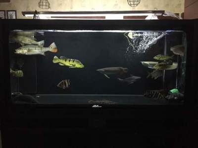 龍魚和菠蘿魚混養好處（龍魚和菠蘿魚混養可以帶來多方面的好處龍魚菠蘿魚混養）