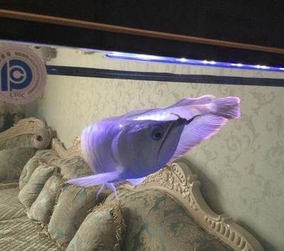 銀龍魚大概多少錢（銀龍魚價格大致在50至500元一條但具體價格會因尺寸大小）