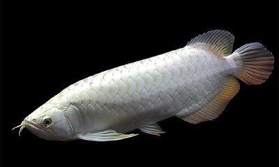 銀龍魚大概多少錢（銀龍魚價格大致在50至500元一條但具體價格會因尺寸大小）