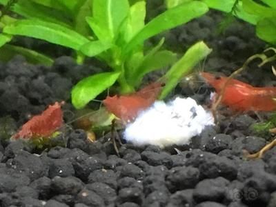 龍魚得水霉菌怎么處理干凈呢 龍魚得水霉菌怎么處理干凈呢 龍魚百科