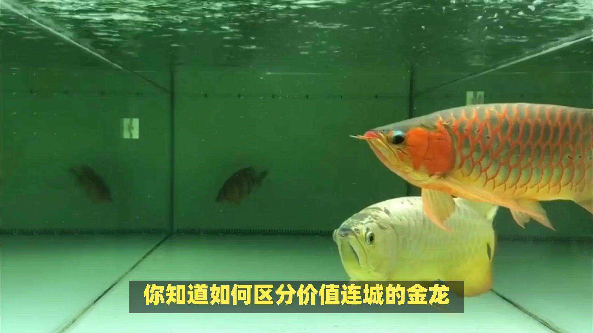 如何判斷金龍魚和紅龍魚的品質？
