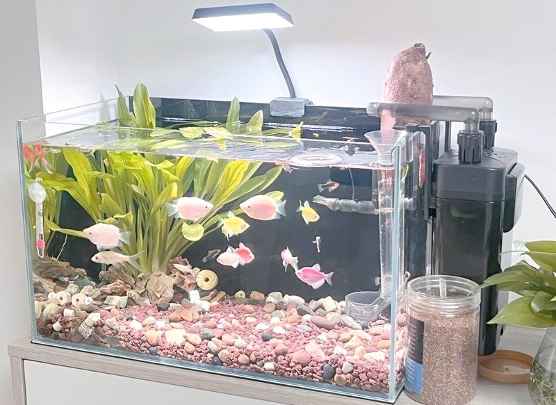 龍魚和烏龜混養(yǎng)需要多大的過濾？