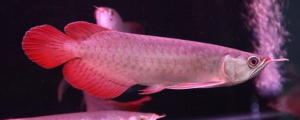 龍魚有病怎么治療最好的方法圖片：家庭魚缸中常見的觀賞魚類之一，龍魚疾病的診斷與治療方法