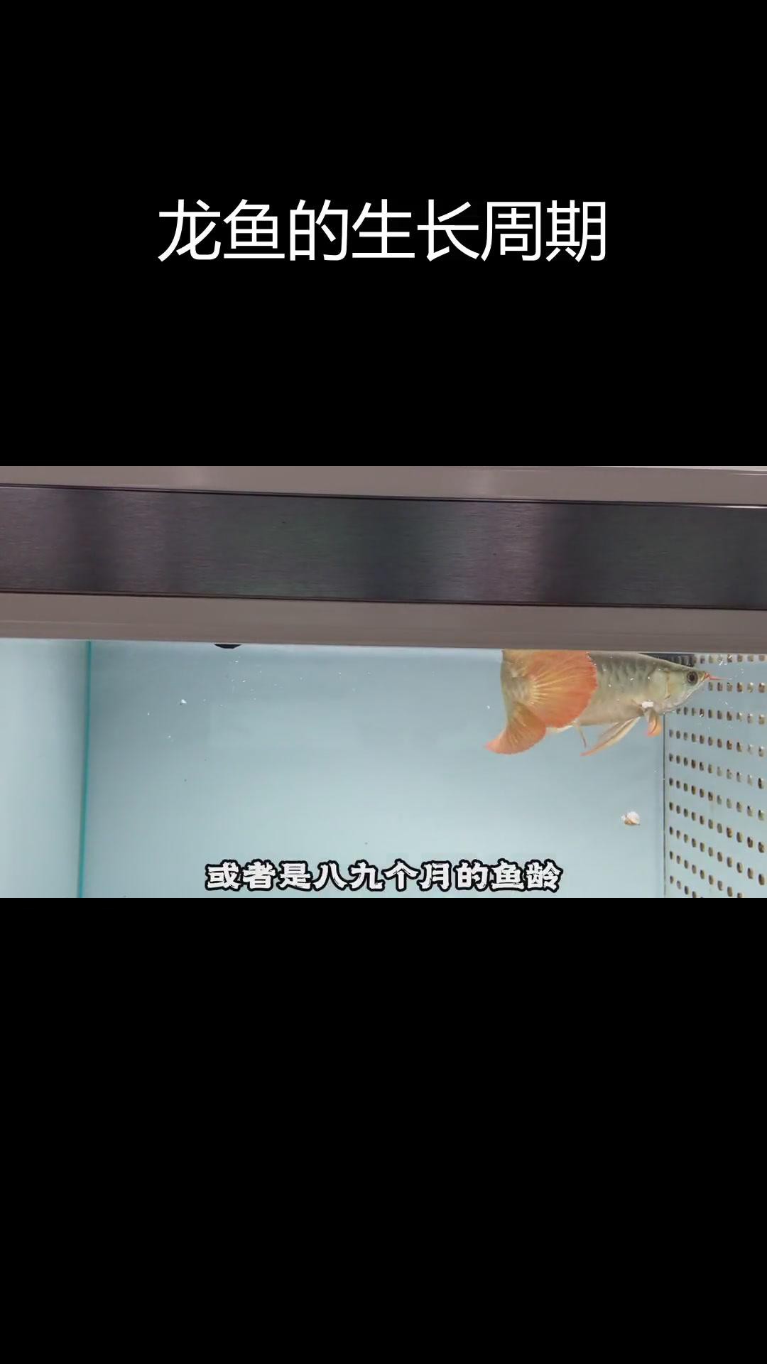 如何判斷龍魚的生長(zhǎng)狀況