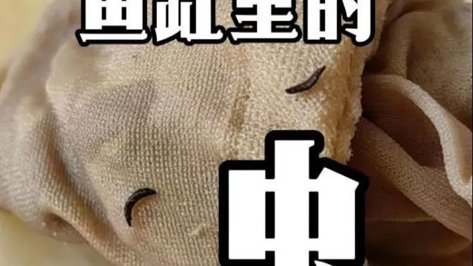 大湖紅龍魚視頻大全最新一期在線觀看