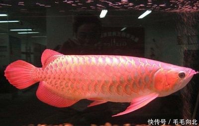 龍魚有病身體會出現什么情況呢視頻：龍魚出現健康問題時身體可能出現的異常情況