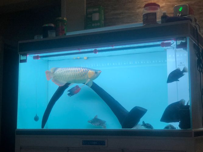 馬印神燈能照過背金龍魚嗎