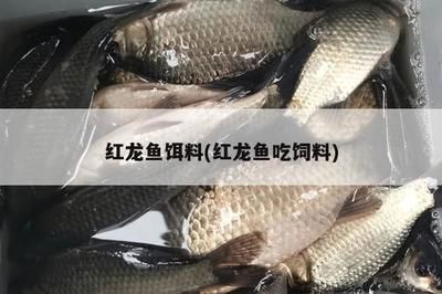 紅龍魚喂食量與喂食頻率的關(guān)系（紅龍魚喂食量與喂食頻率關(guān)系的詳細解釋）