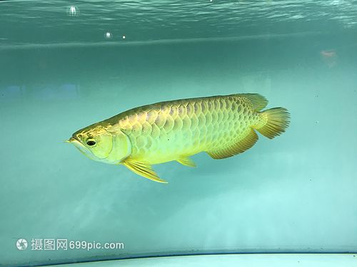 金龍魚俯視圖，金龍魚俯視圖展示了其獨特的外形和色彩和色彩著稱