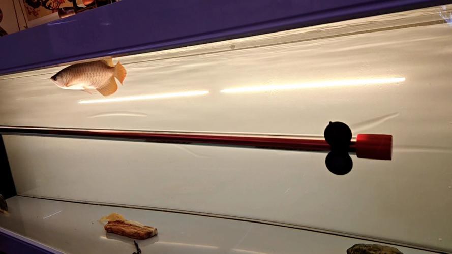 推薦幾款適合紅龍魚的光照設備