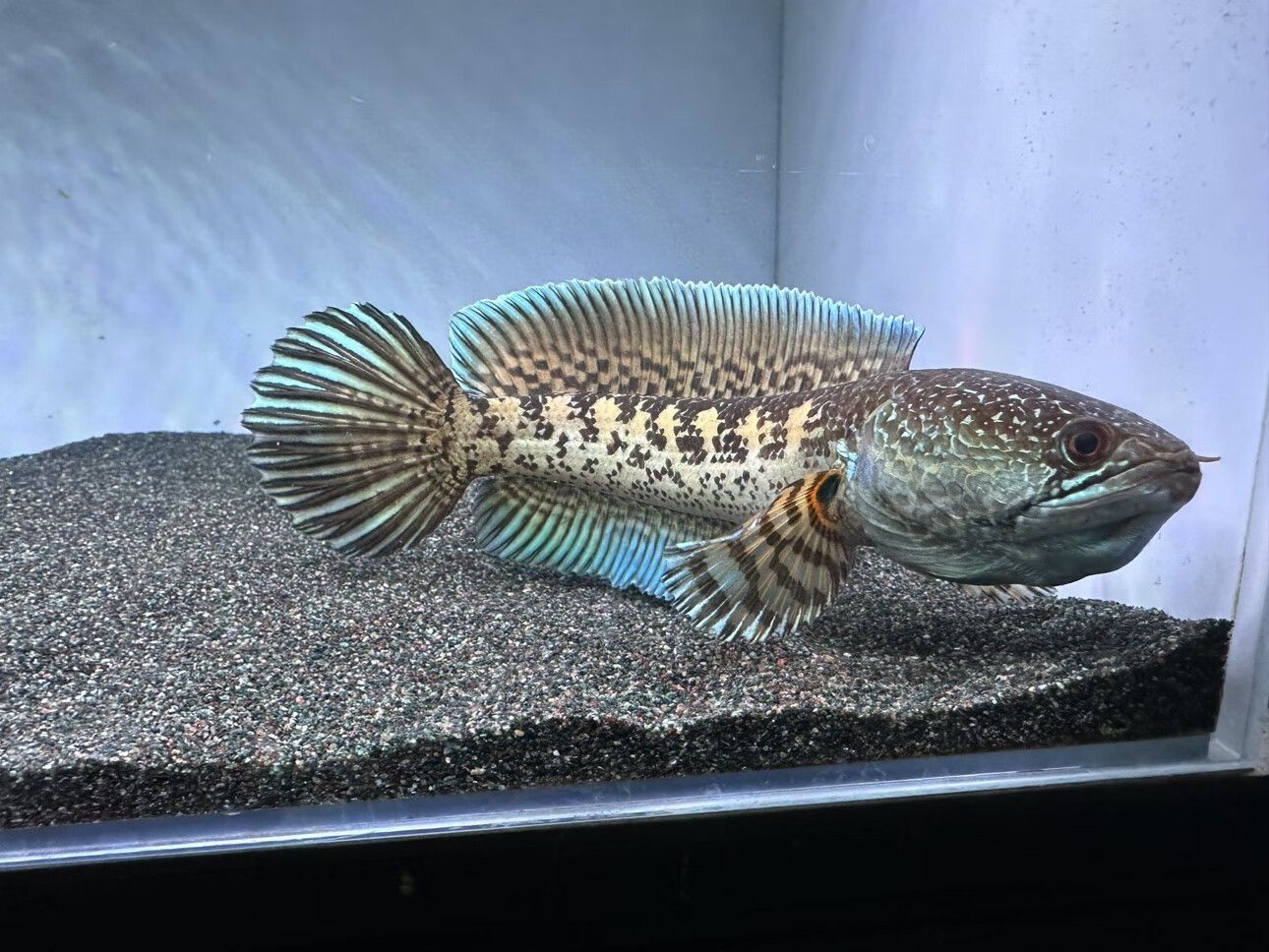 雷龍魚怎么喂大帆：喂養雷龍魚大帆時應提供多樣化且營養均衡的飼料建議