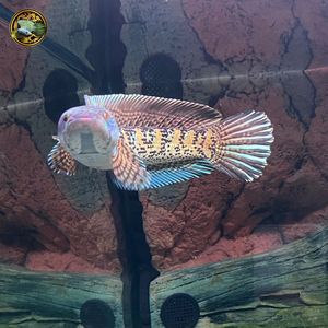 雷龍魚怎么喂大帆：喂養雷龍魚大帆時應提供多樣化且營養均衡的飼料建議