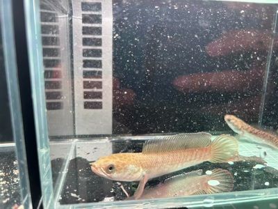 雷龍魚怎么喂大帆：喂養雷龍魚大帆時應提供多樣化且營養均衡的飼料建議