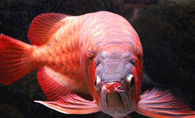 龍魚忽然撞缸什么原因引起的：龍魚撞缸可能由多種原因引起