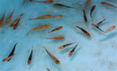 龍魚寄養(yǎng)服務(wù)廣州（ 龍魚寄養(yǎng)要多少錢）