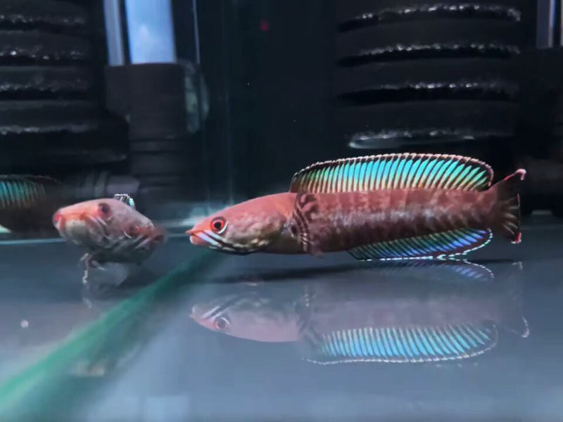 奶茶雷龍魚的市場價格是多少