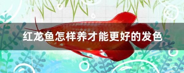紅龍魚怎么樣才能長大快些：紅龍魚的飼養(yǎng)技巧和注意事項(xiàng)