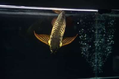金龍魚一天需要開燈多久，金龍魚一天需要開燈多長時間