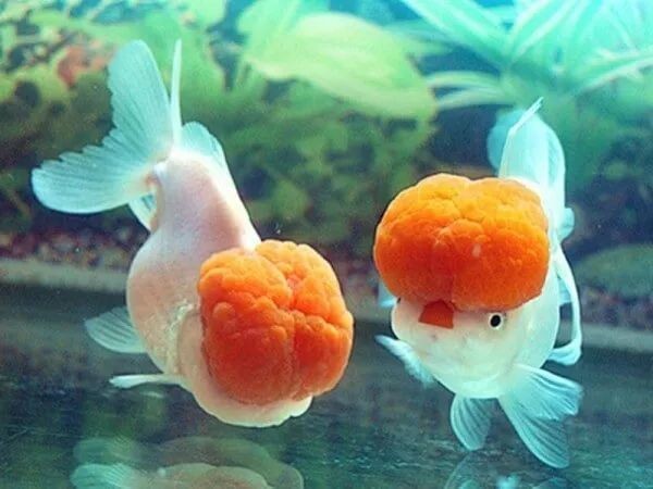 龍魚死亡后多久可以養新魚？