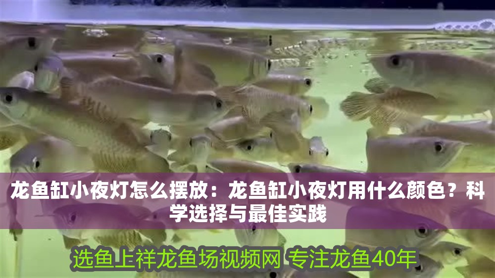 龍魚缸小夜燈怎么擺放：龍魚缸小夜燈用什么顏色？科學(xué)選擇與最佳實踐
