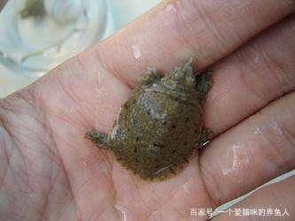 龍魚吃甲魚能治兜嘴嗎：龍魚吃甲魚能治兜嘴嗎龍魚吃甲魚能治兜嘴嗎