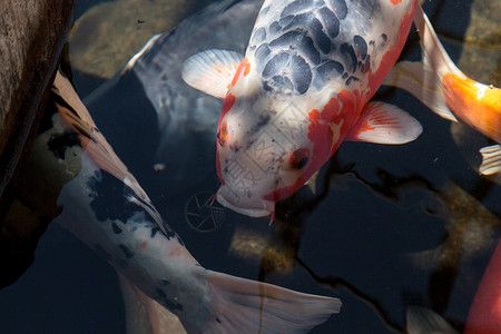 龍魚吃什么最好消化食物：適合龍魚的好消化食物，喂食前應遵循少量多次 龍魚吃什么最好消化食物：適合龍魚的好消化食物，喂食前應遵循少量多次 龍魚百科 第1張