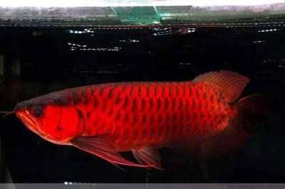 虎紋孔龍魚能下鹽嗎：虎紋孔龍魚可以下鹽嗎虎紋孔龍魚可以下鹽嗎