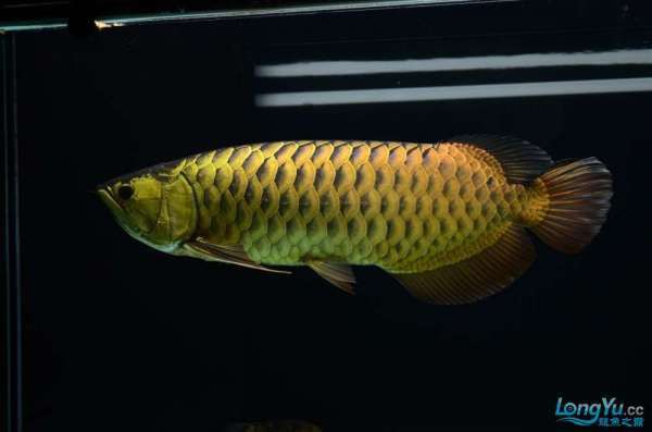 高背金龍的市場價格是多少？ 高背金龍的市場價格是多少？ 龍魚百科 第2張
