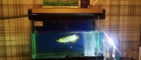 龍魚趴缸尾巴朝上還是朝下好：龍魚趴缸尾巴朝上好還是朝下好