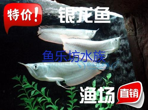西安龍魚活體實體店在哪里賣魚好