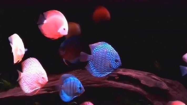 魚缸的好壞怎么區分視頻（如何區分魚缸的好壞）