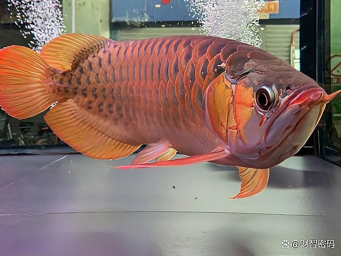 龍魚美容師去哪找